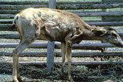 Infected deer--cwd-info.com 